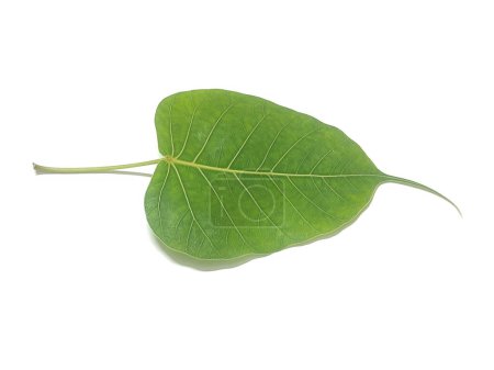 Photo for Ficus religiosa or sacred fig is a species of fig native to the Indian subcontinent.It is also known as the bodhi tree, pimple tree, peepul tree,peepal tree, pipala tree, ashvattha tree - Royalty Free Image