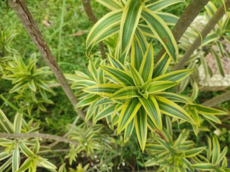 Dracaena reflexais a tree native to Mozambique.Commonly called song of India or song of Jamaica.