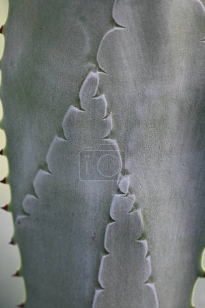 textura macro verde de hojas de agave como fondo, concepto de sostenibilidad 