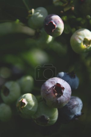 Photo for Fresh blueberries branch close up background with selective focus - Royalty Free Image