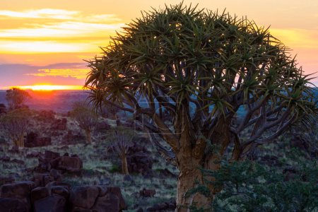 Foto de Salida del sol sobre el bosque de árboles carcaj en Namibia - Imagen libre de derechos