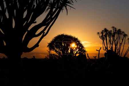Foto de Salida del sol sobre el bosque de árboles carcaj en Namibia - Imagen libre de derechos