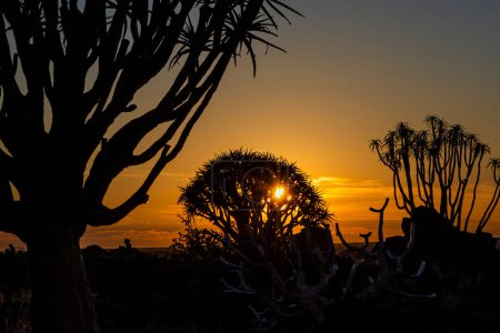 Photo for Sunrise over Quiver Trees forest in Namibia - Royalty Free Image