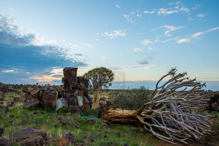 Foto de Bosque del árbol del carcaj en Namibia, Sudáfrica - Imagen libre de derechos