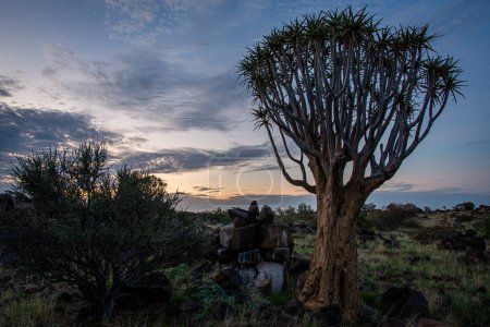 Foto de Bosque del árbol del carcaj en Namibia, Sudáfrica - Imagen libre de derechos