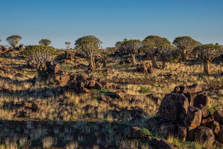 Foto de Puesta de sol en el bosque de árboles de carcaj en Namibia - Imagen libre de derechos