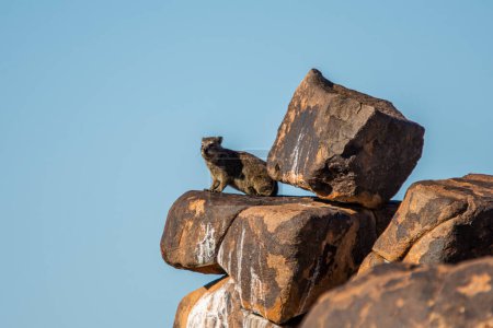Photo for The daman on the rocks in Namibia, South Africe - Royalty Free Image