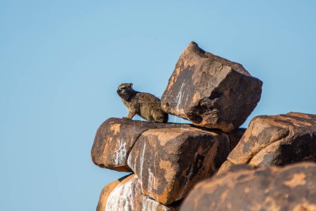 Téléchargez les photos : Le daman sur les rochers en Namibie, Afrique du Sud - en image libre de droit