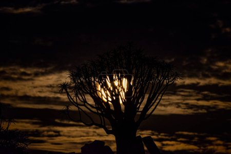 Foto de Árbol del carcaj en la noche bajo una luna llena en Namibia - Imagen libre de derechos