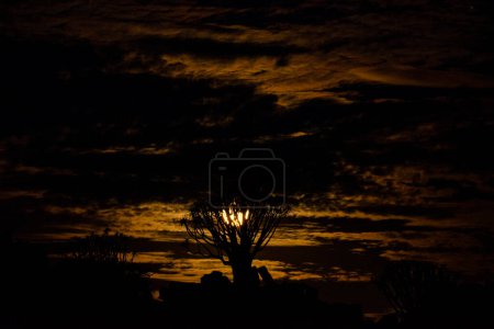 Foto de Árbol del carcaj en la noche bajo una luna llena en Namibia - Imagen libre de derechos