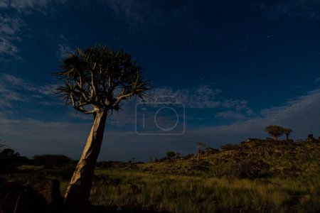 Foto de Paisaje nocturno del bosque de carcaj en Namibia. - Imagen libre de derechos