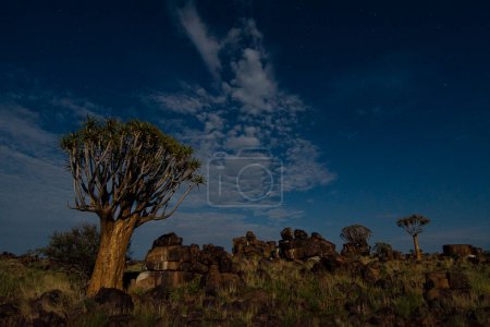 Foto de Paisaje nocturno del bosque de carcaj en Namibia. - Imagen libre de derechos