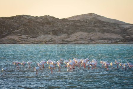 Téléchargez les photos : The Greather flamingos, Phoenicopterus roseus, à Luderitz en Namibie - en image libre de droit