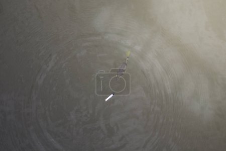 Foto de Peces tigre rociando agua. Mirando las colillas de cigarrillos arrojadas al agua - Imagen libre de derechos