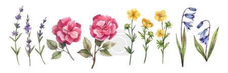 Photo for Collection of wild flowers, buttercups, roses, lavender, bluebells painted in watercolor. Watercolor flowers set. Illustration. - Royalty Free Image