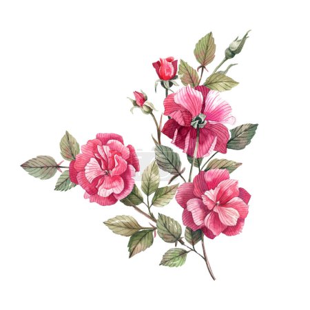 Foto de Rama de rosa rosa con flores y brotes ilustración acuarela aislada sobre fondo blanco. Scrapbooking, diseño para invitaciones de boda, tarjetas. - Imagen libre de derechos