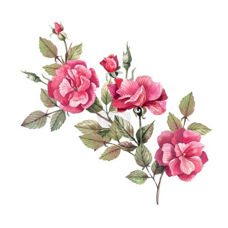 Watercolor illustration of a rose branch with buds and flowers. Illustration isolated on white background, vintage style.