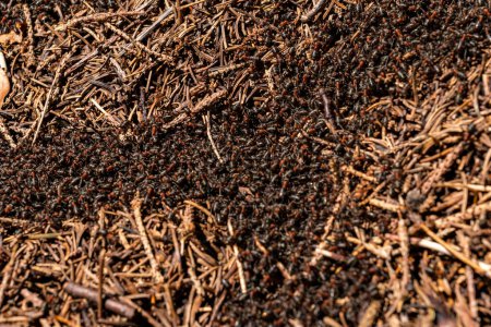 Foto de Multitudes de hormigas forestales construyen sus intrincados hormigueros en el vibrante paisaje primaveral - Imagen libre de derechos