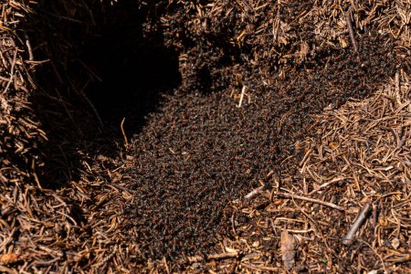 Foto de Multitudes de hormigas forestales construyen sus intrincados hormigueros en el vibrante paisaje primaveral - Imagen libre de derechos