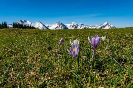 Téléchargez les photos : Crocus alpins enchanteurs fleurs printanières sur une prairie de montagne dans la vallée de Tannheimer - en image libre de droit