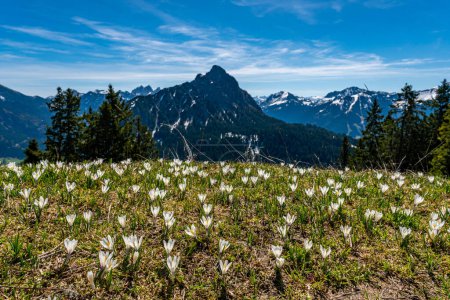 Photo for Enchanting alpine crocuses spring flowers on a mountain meadow in Tannheimer valley - Royalty Free Image
