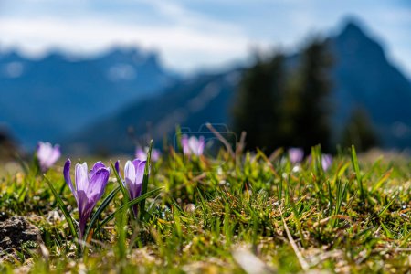Téléchargez les photos : Crocus alpins enchanteurs fleurs printanières sur une prairie de montagne dans la vallée de Tannheimer - en image libre de droit