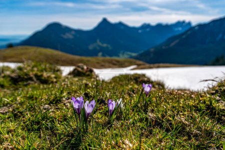 Photo for Enchanting alpine crocuses spring flowers on a mountain meadow in Tannheimer valley - Royalty Free Image
