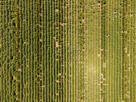 Foto de Vista aérea de los campos de girasoles. Foto tomada a través de un dron. - Imagen libre de derechos