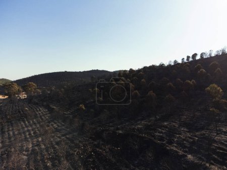 Téléchargez les photos : Après le feu de forêt sur le site de Derya Seferihisar Doganbey Turquie, Arbres brûlés dans le cadre. - en image libre de droit