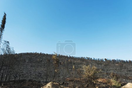 Téléchargez les photos : Après le feu de forêt sur le site de Derya Seferihisar Doganbey Turquie, Arbres brûlés dans le cadre. - en image libre de droit