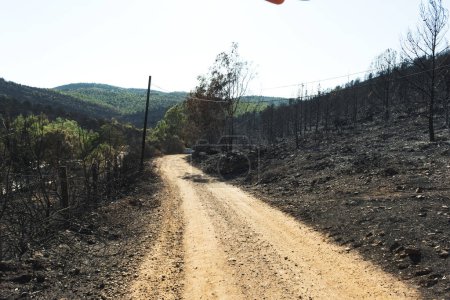 Foto de Consecuencias del incendio forestal en el sitio de Derya Seferihisar Doganbey Turquía, Árboles quemados en el marco. - Imagen libre de derechos