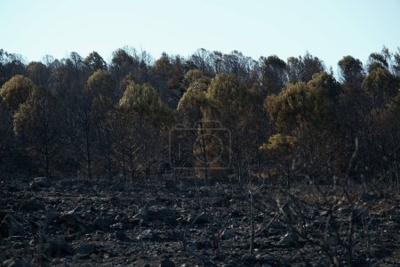 Photo for Aftermath the forest fire at Derya site Seferihisar Doganbey Turkey, Burnt trees in the frame. - Royalty Free Image