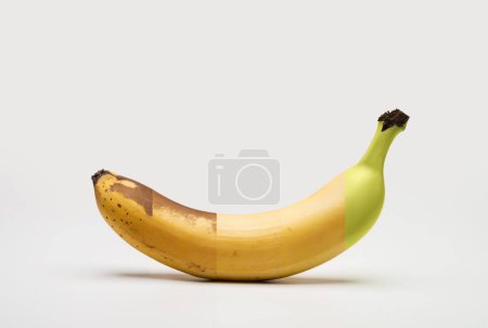 Foto de Etapas de maduración de un plátano sobre un fondo blanco con una sombra suave. - Imagen libre de derechos