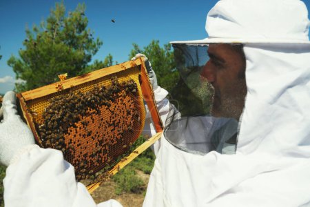 Téléchargez les photos : L'apiculteur vérifie le cadre en nid d'abeille et les abeilles. - en image libre de droit