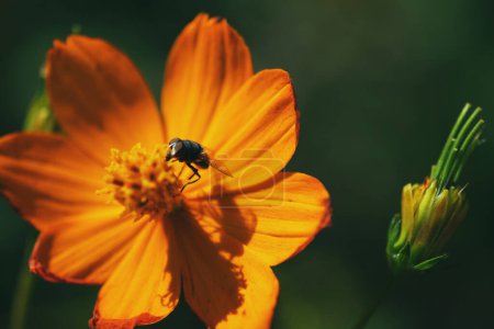 Téléchargez les photos : Gros plan d'une mouche domestique sur une fleur jaune. - en image libre de droit