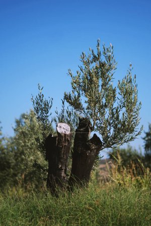 Téléchargez les photos : Gros plan d'un olivier sur fond de ciel bleu. - en image libre de droit