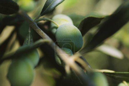 Photo for Close up shot of olives on branch and a blue sky background. - Royalty Free Image