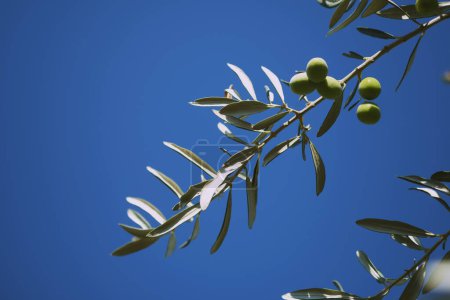 Téléchargez les photos : Gros plan des olives sur la branche et un fond bleu ciel. - en image libre de droit