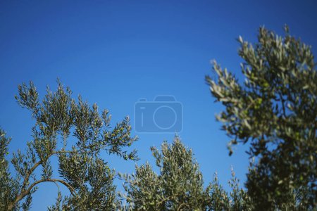 Photo for Close up shot of an olive trees on a blue sky background. - Royalty Free Image