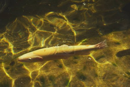 Foto de Primer plano de salmón albino de agua dulce en una piscina - Imagen libre de derechos