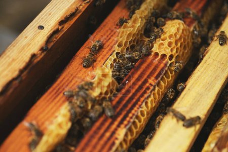 Primer plano de los marcos de panal y algunas abejas en ellos