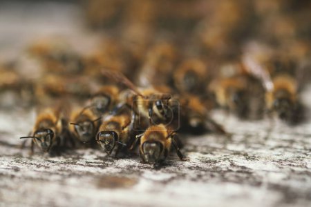 Téléchargez les photos : Gros plan de beaucoup d'abeilles sur une porte de boîte d'abeilles - en image libre de droit