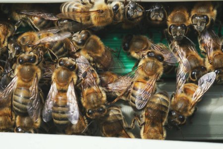 Photo for Close up shot of lots of bees on a gate of bee box - Royalty Free Image