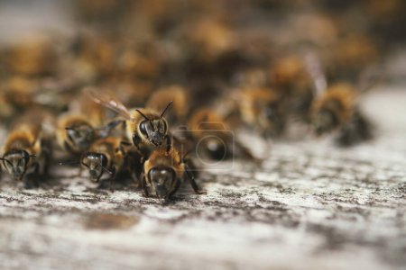 Foto de Primer plano de un montón de abejas en una puerta de la caja de abejas - Imagen libre de derechos