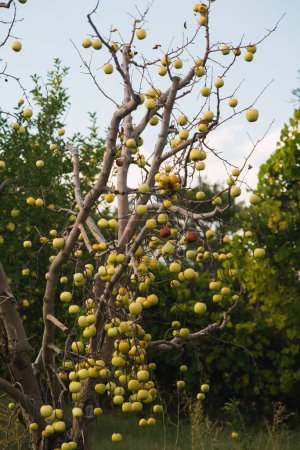 Foto de Primer plano de manzanas verdes en las ramas sin hojas de un árbol muerto en una granja de manzanas. - Imagen libre de derechos