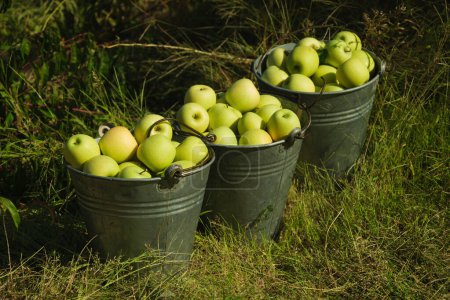 Téléchargez les photos : Trois seaux de pommes vertes à la ferme. - en image libre de droit