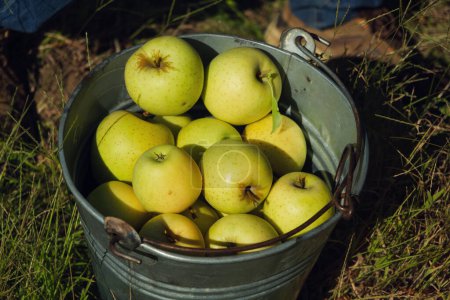 Photo for A bucket of green apples in the farm. - Royalty Free Image