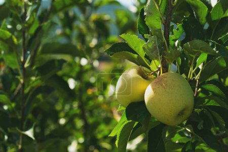 Foto de Primer plano de manzanas verdes en la rama en una granja de manzanas. - Imagen libre de derechos