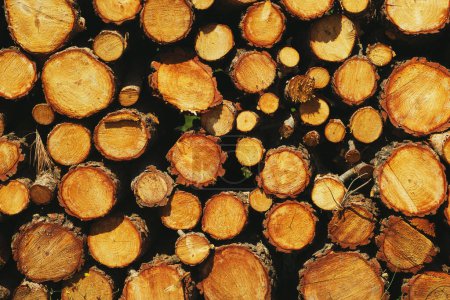 Téléchargez les photos : Fermer la texture de fond des pieux en bois - en image libre de droit