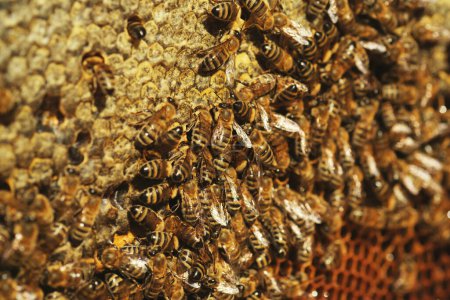 Foto de Primer plano de textura de fondo de panal de abeja con un montón de abejas en ella - Imagen libre de derechos